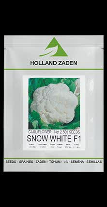 بذر گل کلم هیبرید اسنووایت هلندزادن