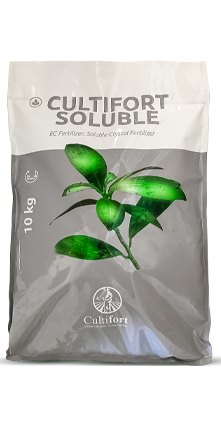 سولو پتاس کالتیفورت اسپانیا