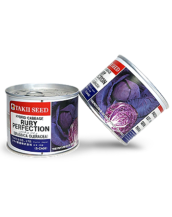 بذر کلم قرمز