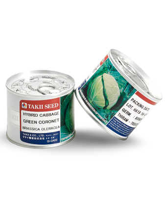 بذر کلم پیچ سفید گرین کورنت