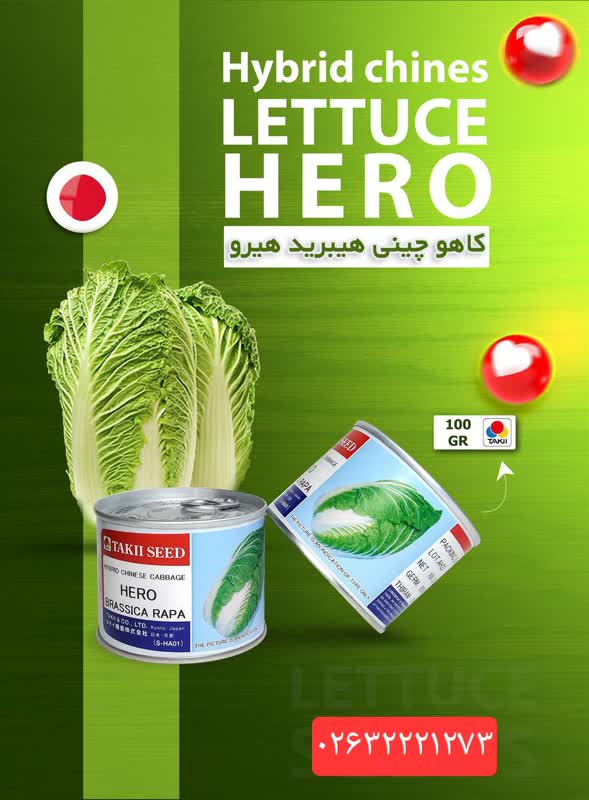 بذر کاهو چینی هیرو تاکی ژاپن
