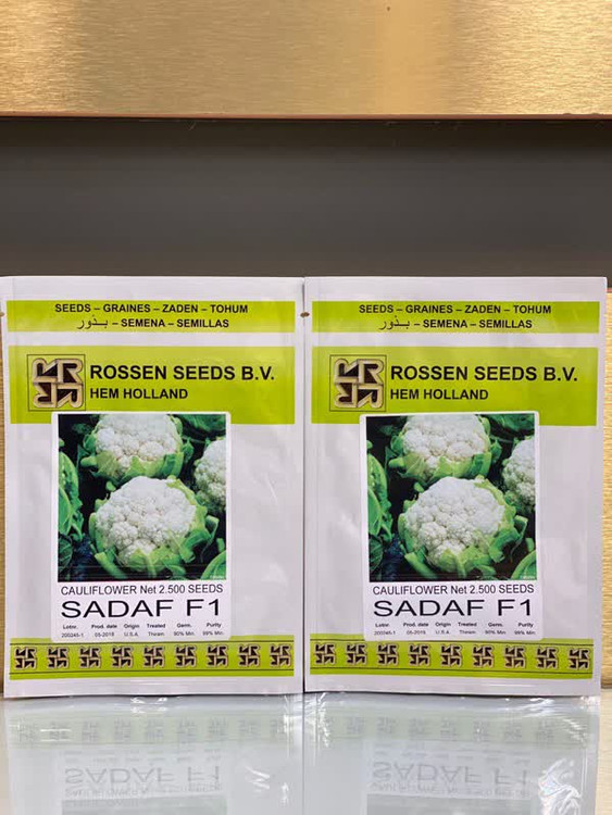 بذر کلم گل هیبرید صدف روزن سید هلند