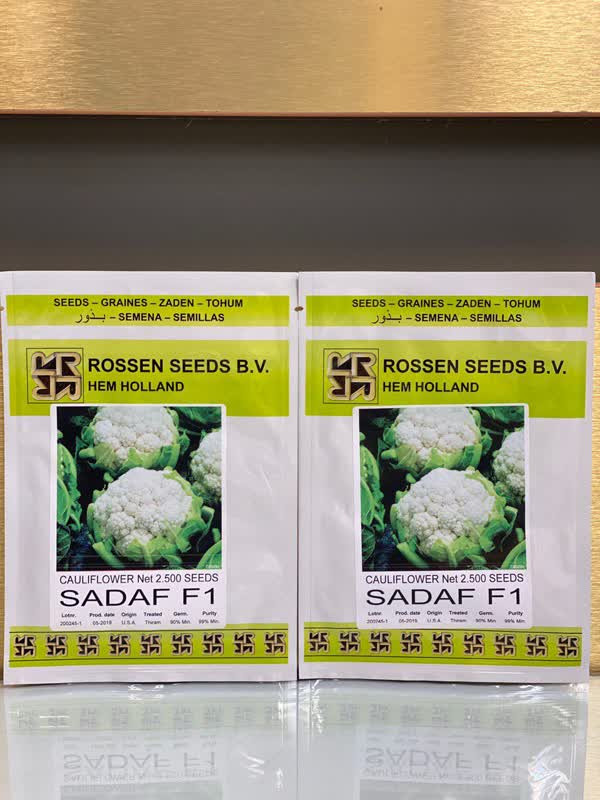 بذر کلم گل هیبرید صدف روزن سید هلند