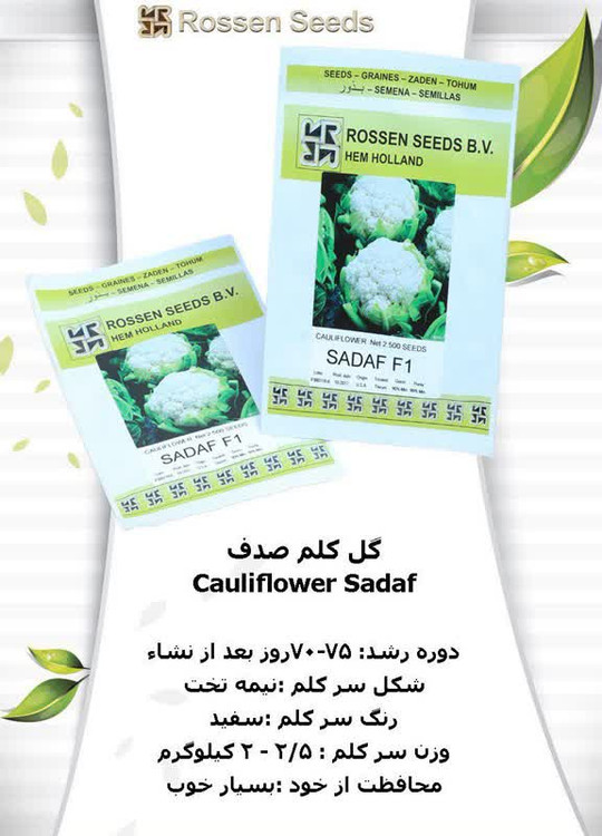 زودرس ترین بذر کلم گل