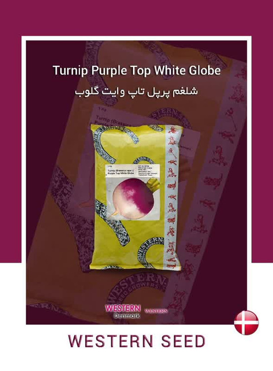 بذر شلغم وسترن سید