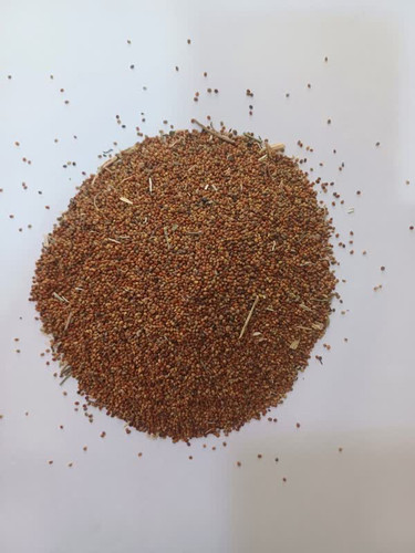 بذر شبدر علوفه ای