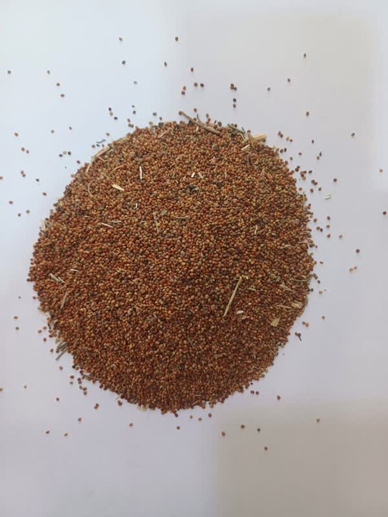 بذر شبدر علوفه ای