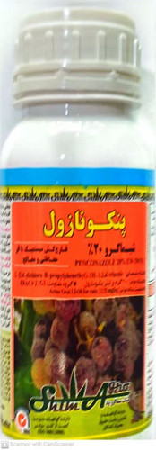 سم سفیدک شمشاد