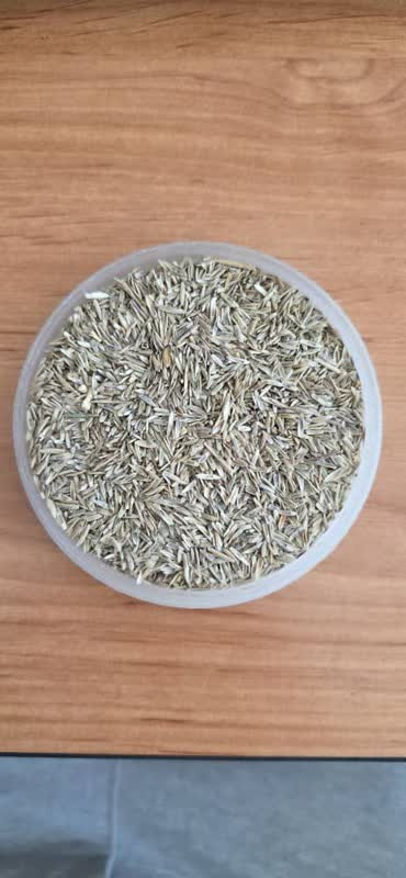 بذر چمن ایرانی