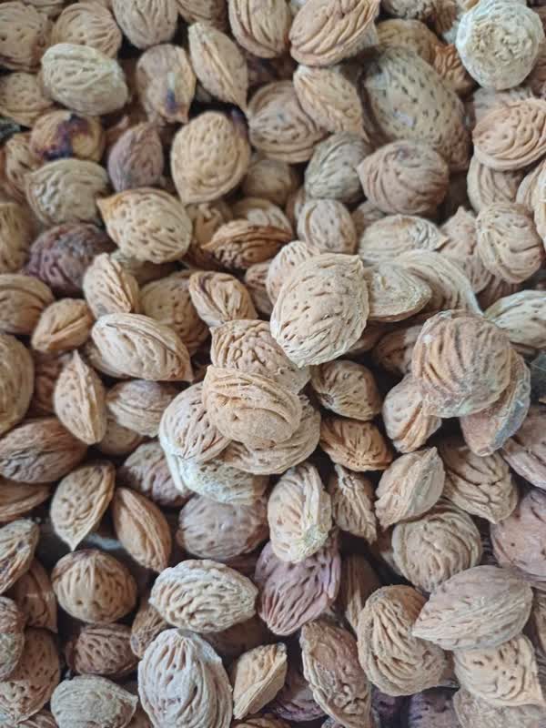 بذر ( هسته ) هلو