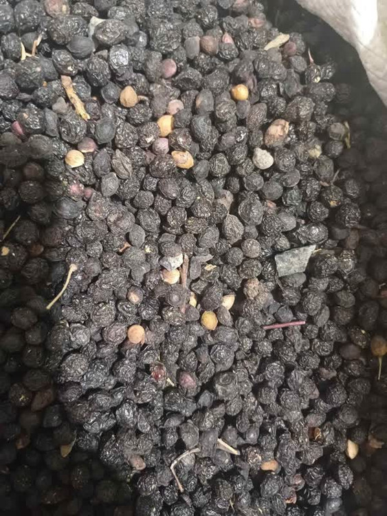 بذر آلبالو تلخ