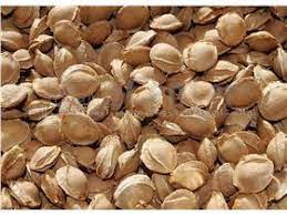 بذر ( هسته ) زردآلو