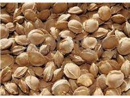 بذر ( هسته ) زردآلو