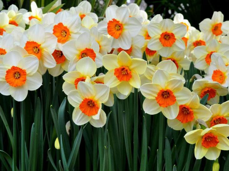 پیاز گل نرگس