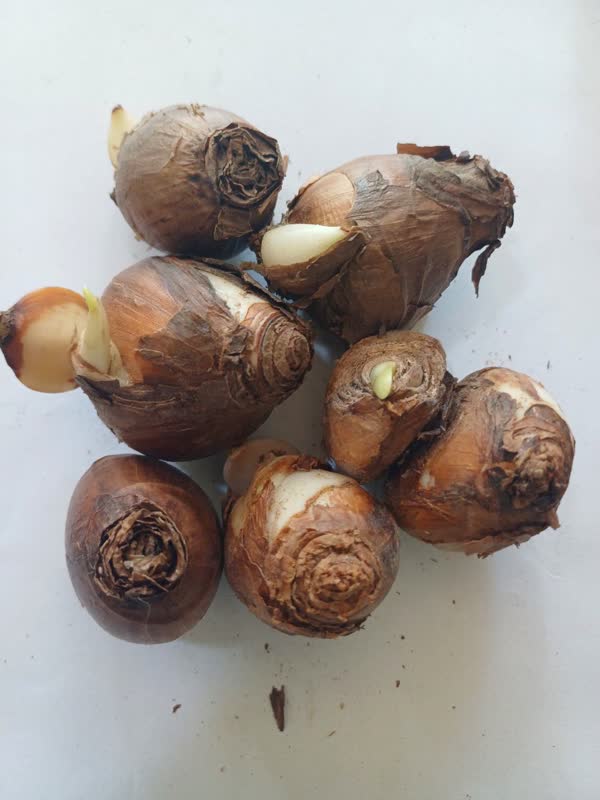 پیاز گل نرگس