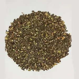 بذر سرو خمره ای