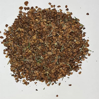 بذر سرو نقره ای