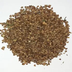 بذر درخت سرو شیرازی