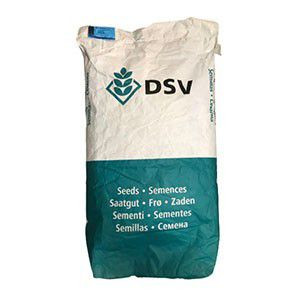 بذر چمن فستوکا - DSV