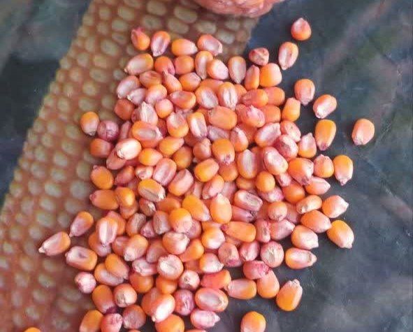بذر ذرت علوفه ای ۷۰۴