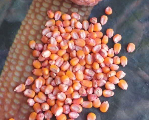 بذر ذرت علوفه ای ۷۰۴