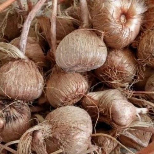پیاز زعفران - ۱ کیلو